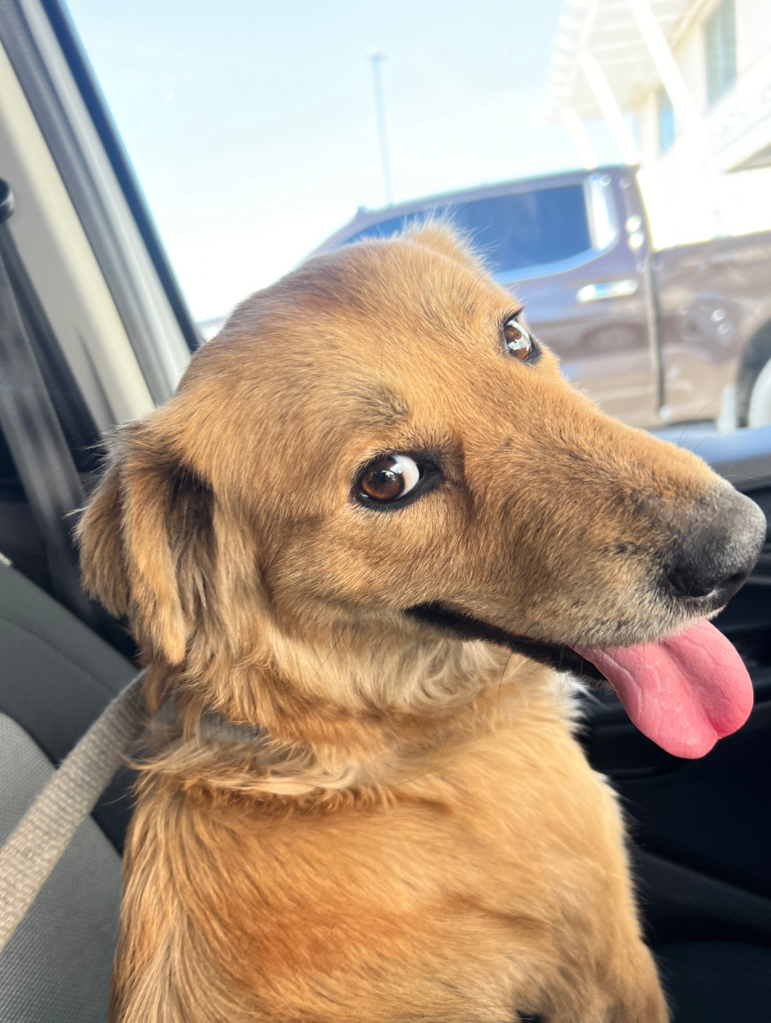 Rescue dog on her way to the animal shelter. 